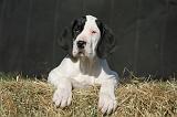 DOGUE ALLEMAND 623